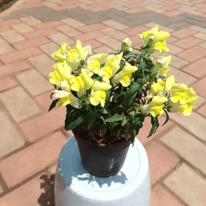 Antirrhinum Majus / Dog plant Yellow in 4 Inch Nursery Pot