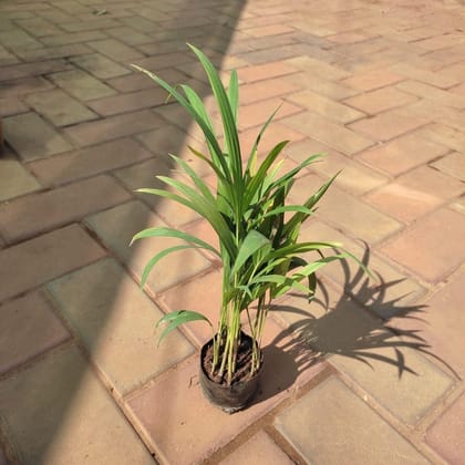 Buy Areca Palm in 3 Inch Nursery Bag Online | Urvann.com