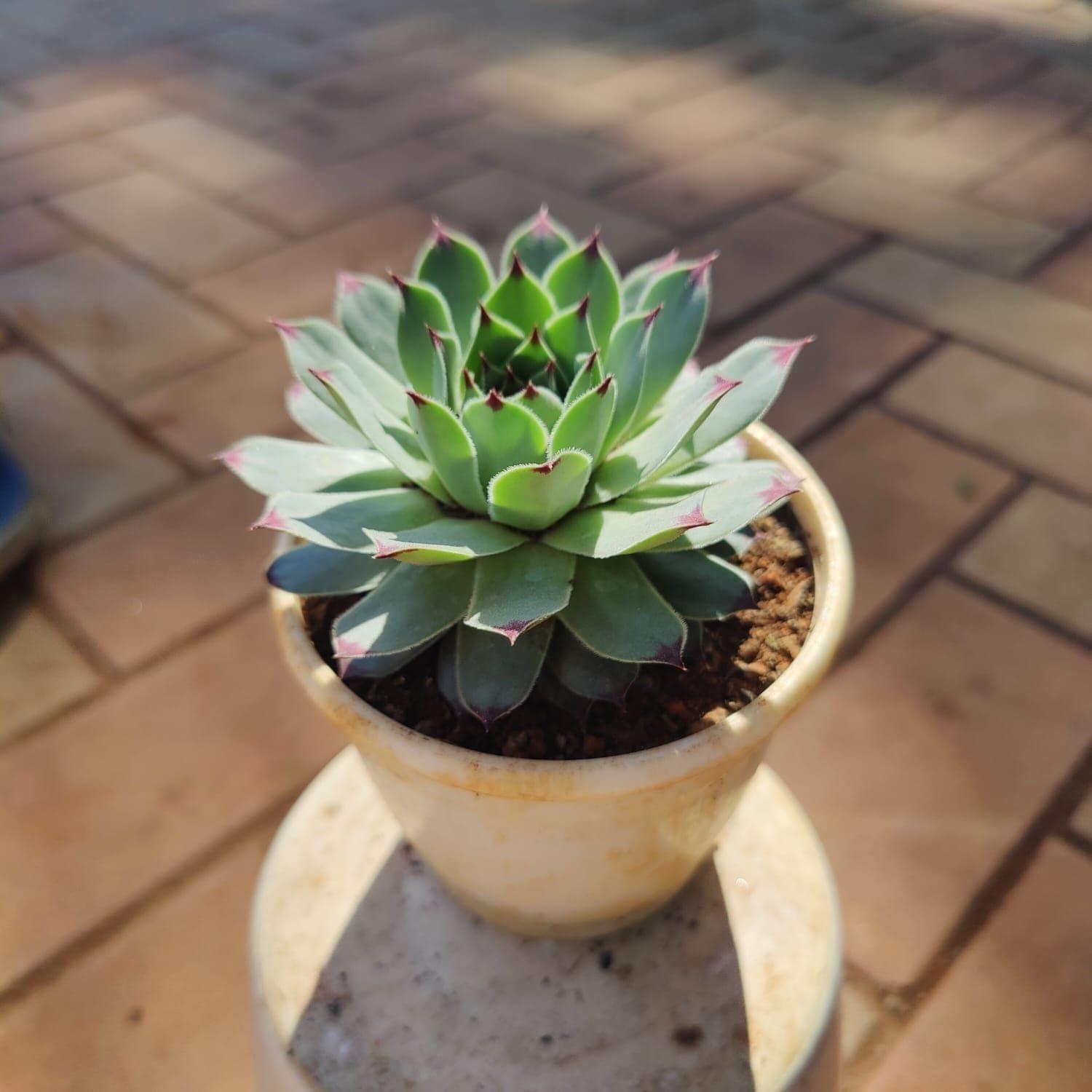 Kamal Green Succulent in 3 Inch Nursery Pot