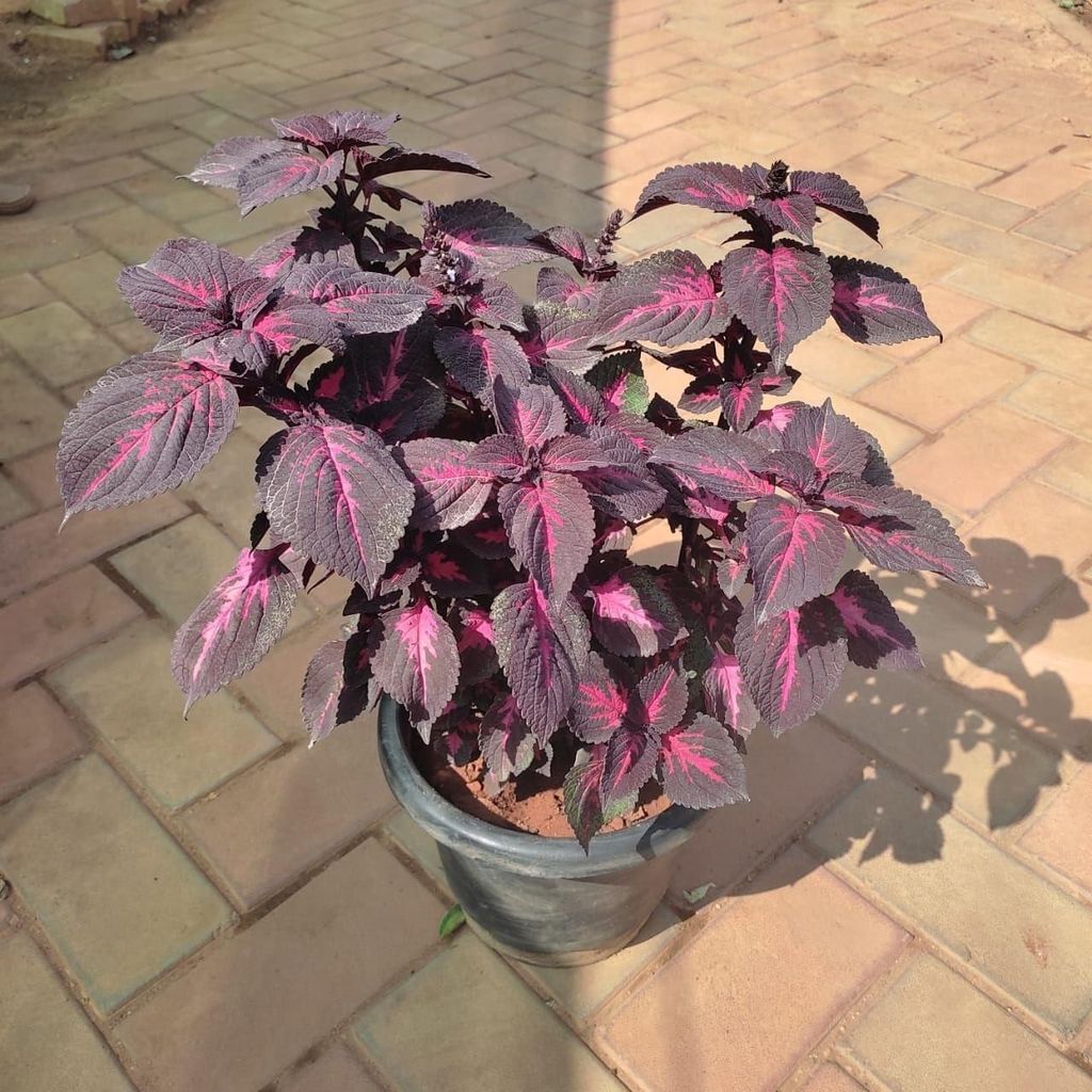 Buy Coleus Red (design may vary) in 8 Inch Plastic Pot Online | Urvann.com Coleus Red (design may vary) in 8 Inch Nursery Pot