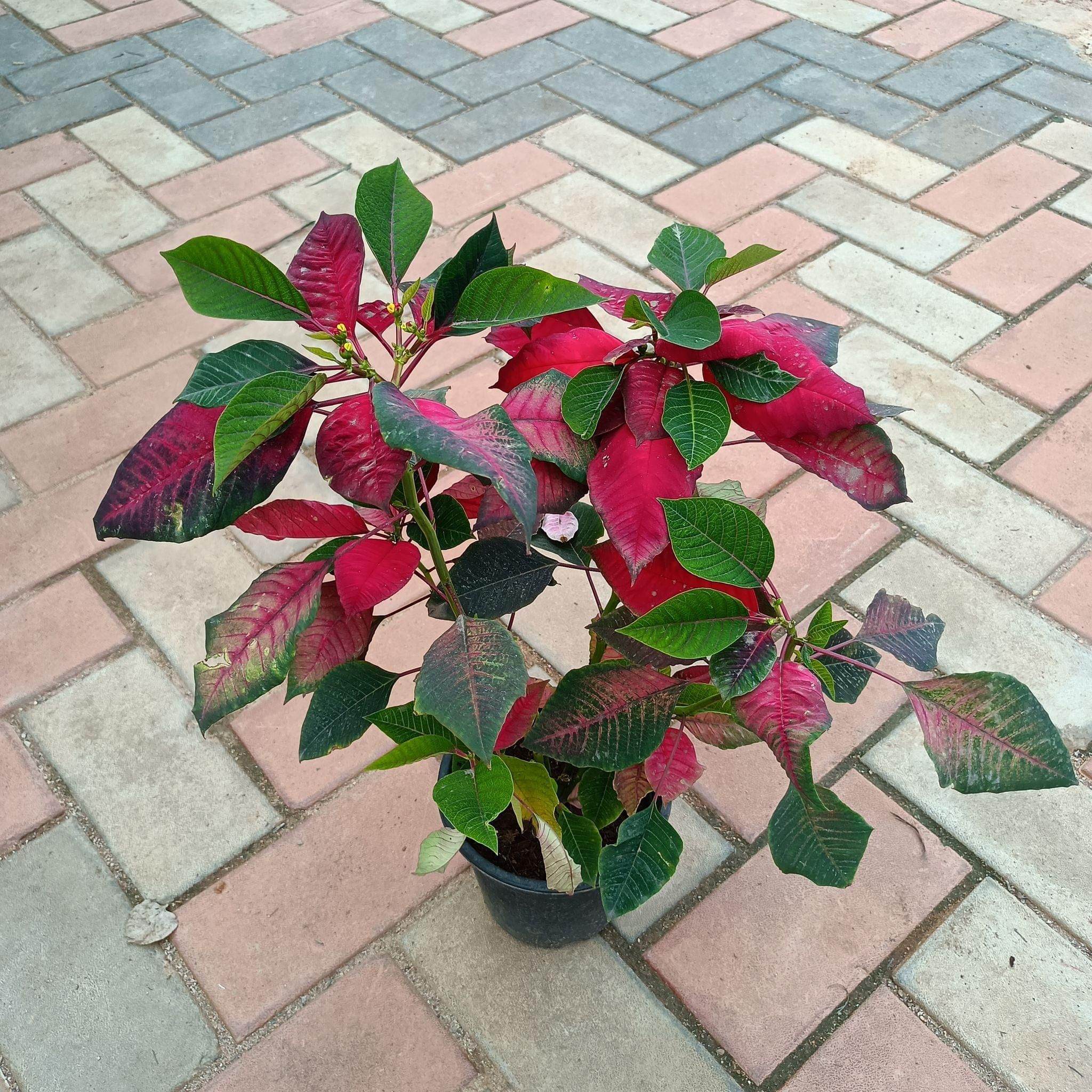 Poinsettia / Christmas Flower Red in 6 Inch Nursery Pot
