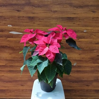 Buy Poinsettia / Christmas Flower Red in 4 Inch Plastic Pot Online | Urvann.com