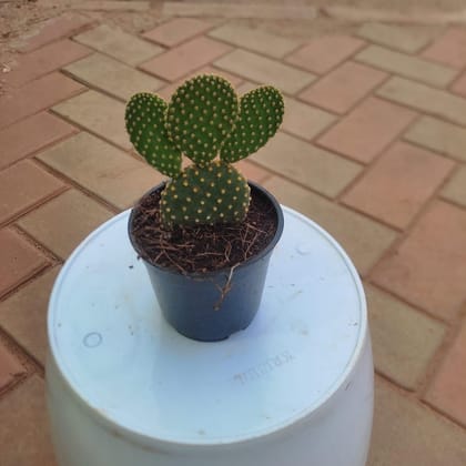 Buy Bunny Ear Cactus Yellow in 2 Inch Plastic Pot Online | Urvann.com