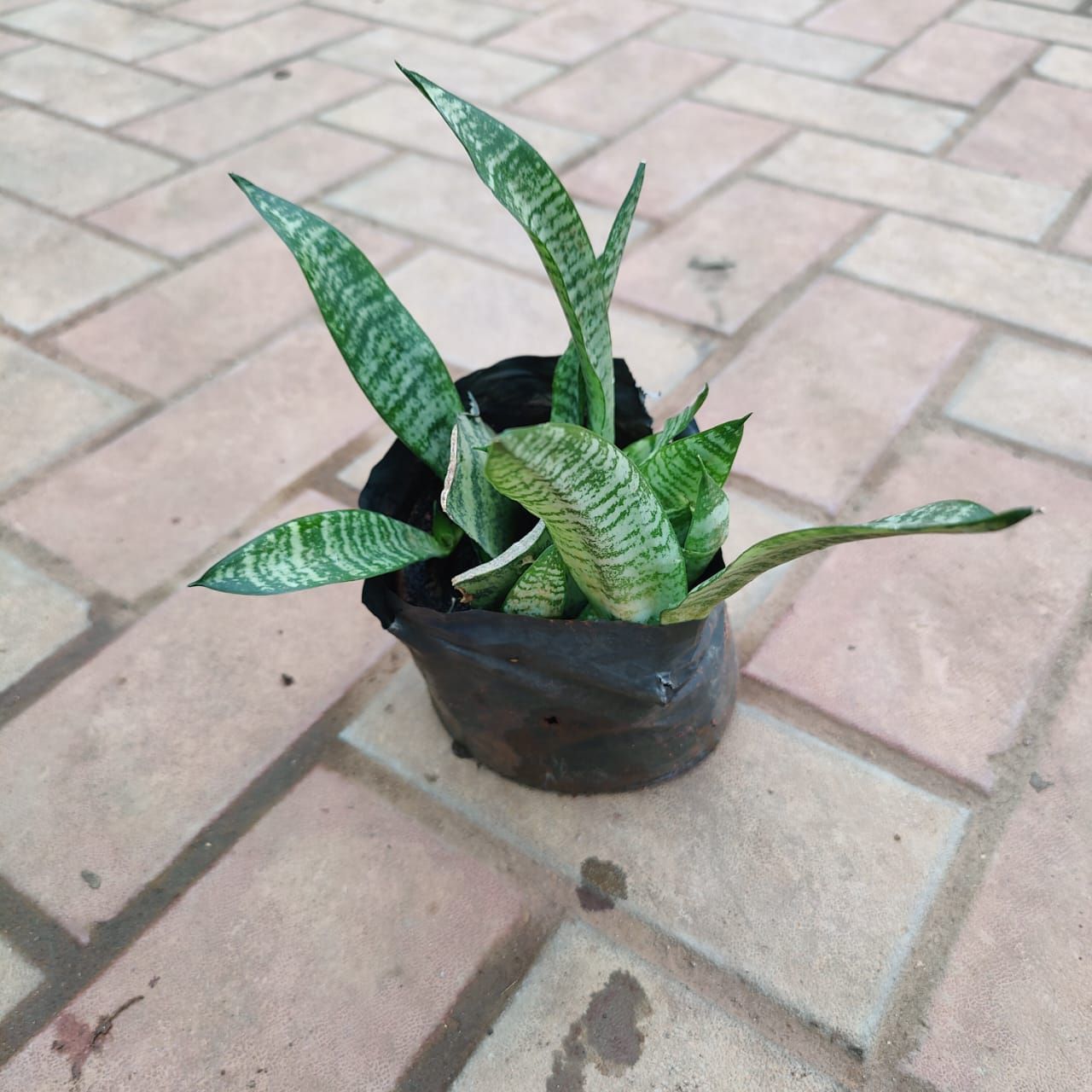Snake Small in 5 Inch Nursery Bag