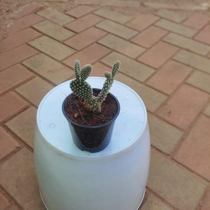 Buy Bunny Ear Cactus Green in 2 Inch Plastic Pot Online | Urvann.com