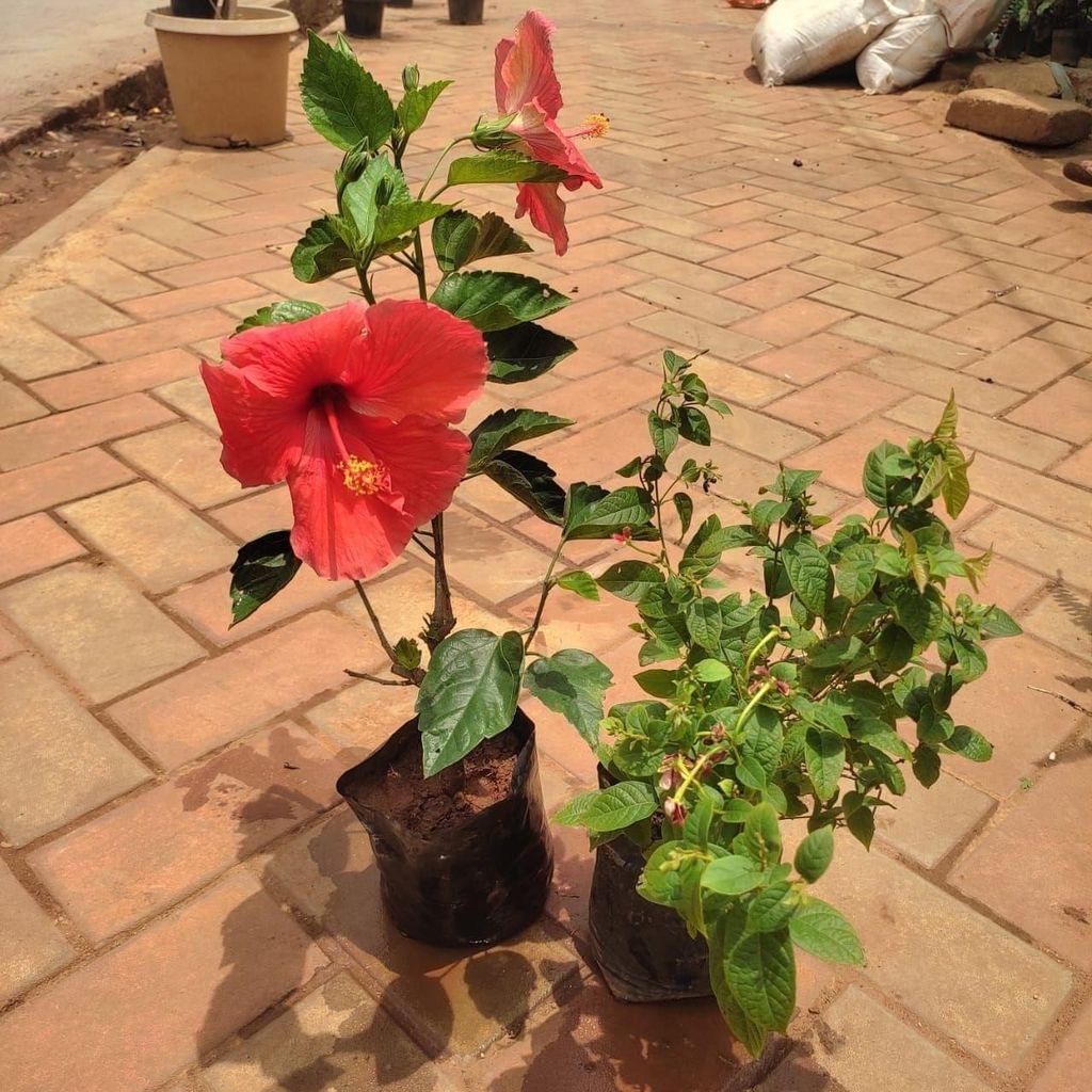Set Of 2 - Flowering Combo (Hibiscus & Madhu Malti) (Any Colour) in 4 Inch Nursery Bag