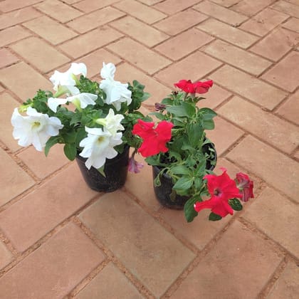 Buy Set of 2 Petunia (Red & White)  in 5 Inch Plastic Pot Online | Urvann.com