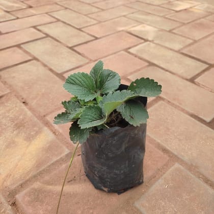 Buy Strawberry Plant in 4 Inch Nursery Bag Online | Urvann.com