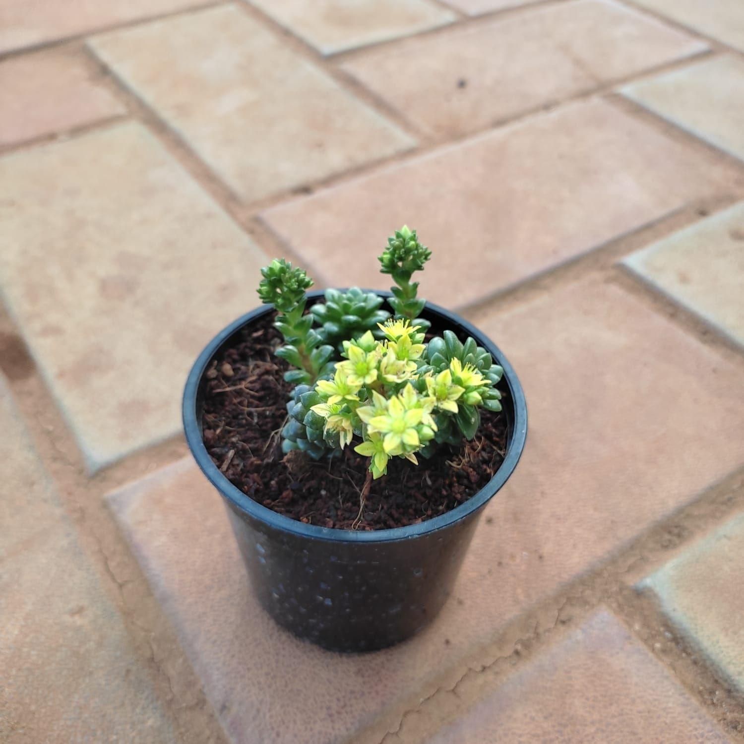 Burro's - Tail Green Yellow Succulent in 3 Inch Nursery Pot