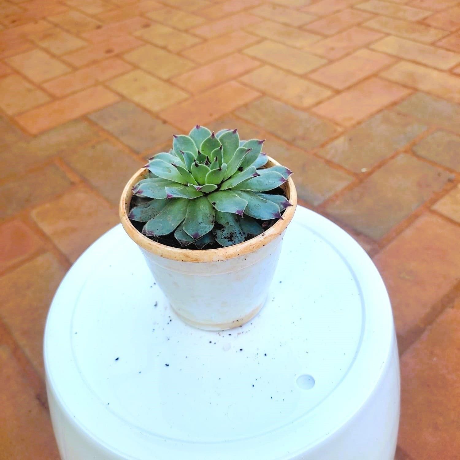 Echeveria - Elegans / Vishnu Kamal Succulent in 3 Inch Nursery Pot