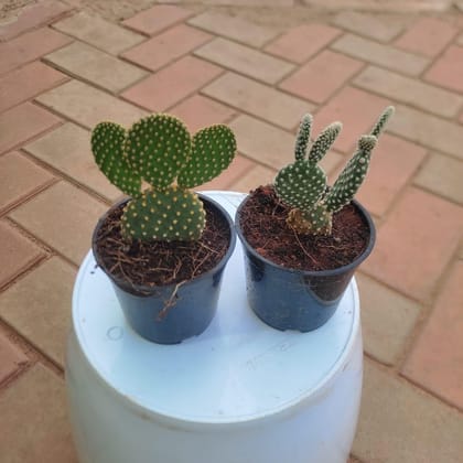 Buy Set Of 2 - Bunny Ear Cactus (Yellow & Green) in 2 Inch Plastic Pot Online | Urvann.com