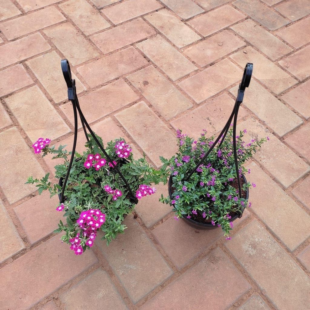 Set of 2- Hanging Flowering Plants (Verbena & Cuphea / False Heather) (any colour) in 5 Inch Black Hanging Basket