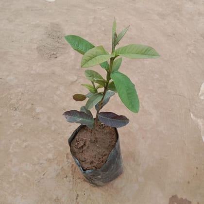 Buy Amrood / Guava Kalam Sapling In 5 Inch Nursery Bag Online | Urvann.com