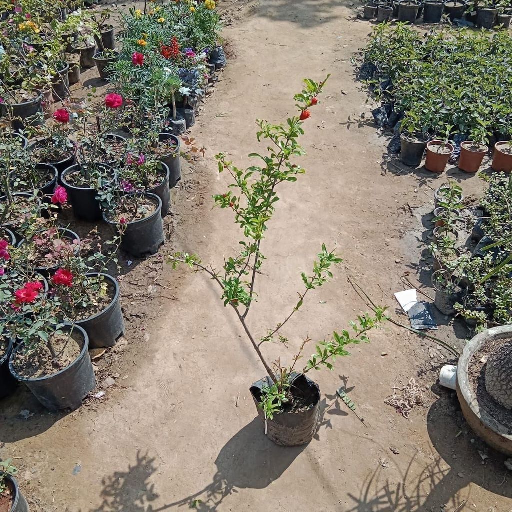 Buy Anar / Pomogranate Plant In 7 Inch Nursery Bag Online | Urvann.com Anar / Pomogranate Plant in 7 Inch Nursery Bag