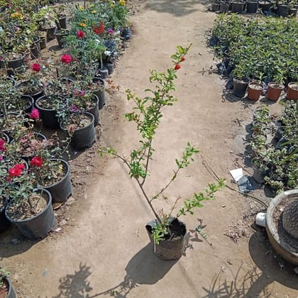 Buy Anar / Pomogranate Plant In 7 Inch Nursery Bag Online | Urvann.com