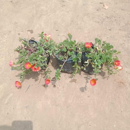 Buy Set Of 3 - Kulfa/Purslane (any colour) in 4 Inch Nursery Bag Online | Urvann.com