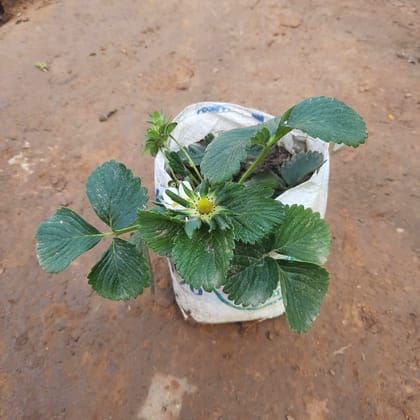 Buy Strawberry Plant  in 5 Inch Nursery Bag Online | Urvann.com
