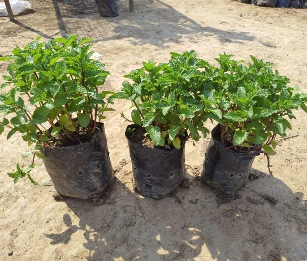 Set Of 3 - Mint  In 4 Inch Nursery Bag