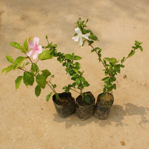 Set of 3 - Hibiscus / Gudhal (any colour) in 4 Inch Nursery Bag