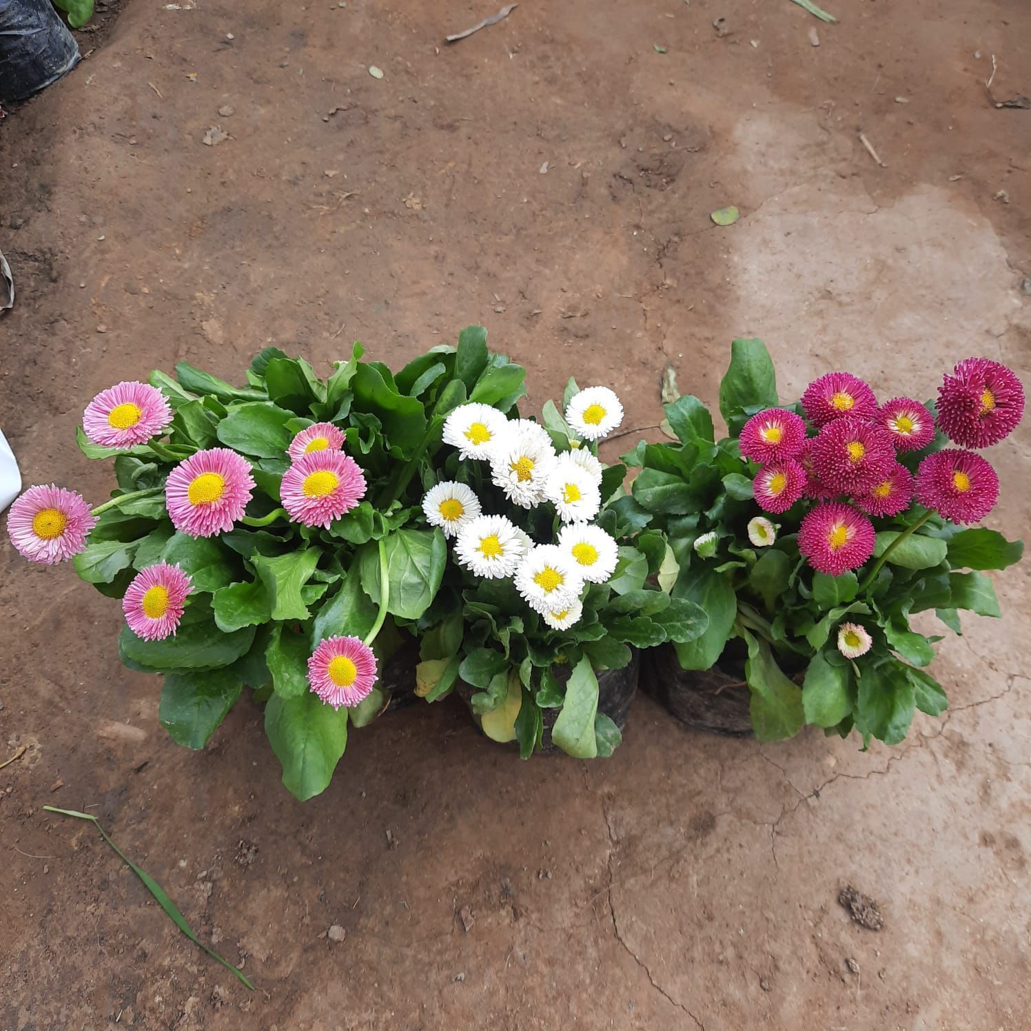 Set of 3 - Daisy (any colour) in 4 Inch Nursery Bag