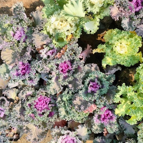 Set of 3 Kale (Any colour) in 4 Inch Nursery Bag