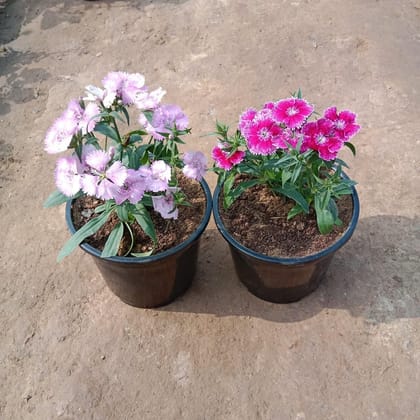 Buy Set of 2 - Dianthus (any colour) in 6 Inch Plastic Pot  Online | Urvann.com