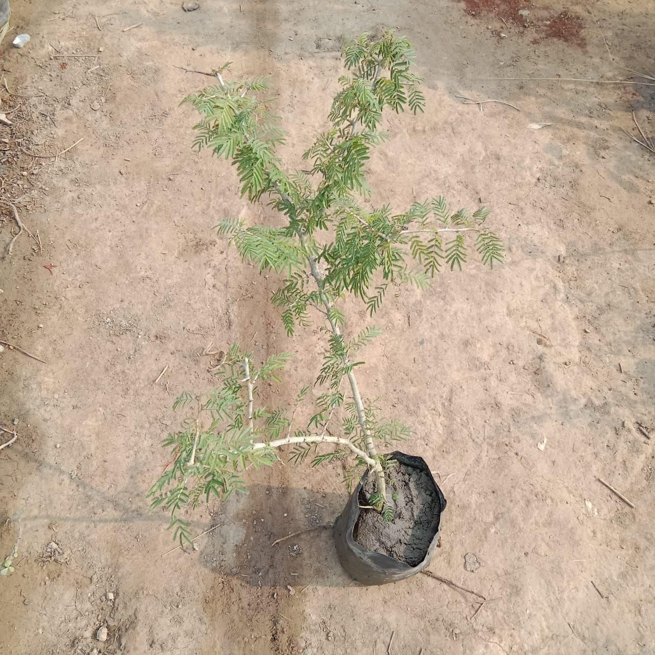 Shami Plant in 4 Inch Nusery Bag