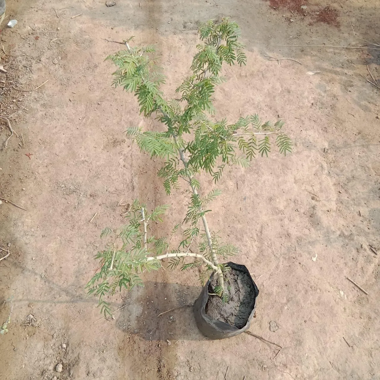 Shami Plant in 4 Inch Nusery Bag