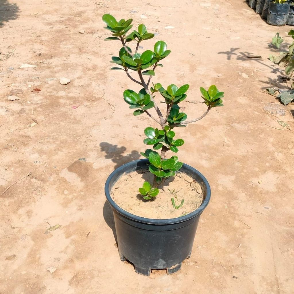Ficus Island Green in 8 Inch Nursery Pot