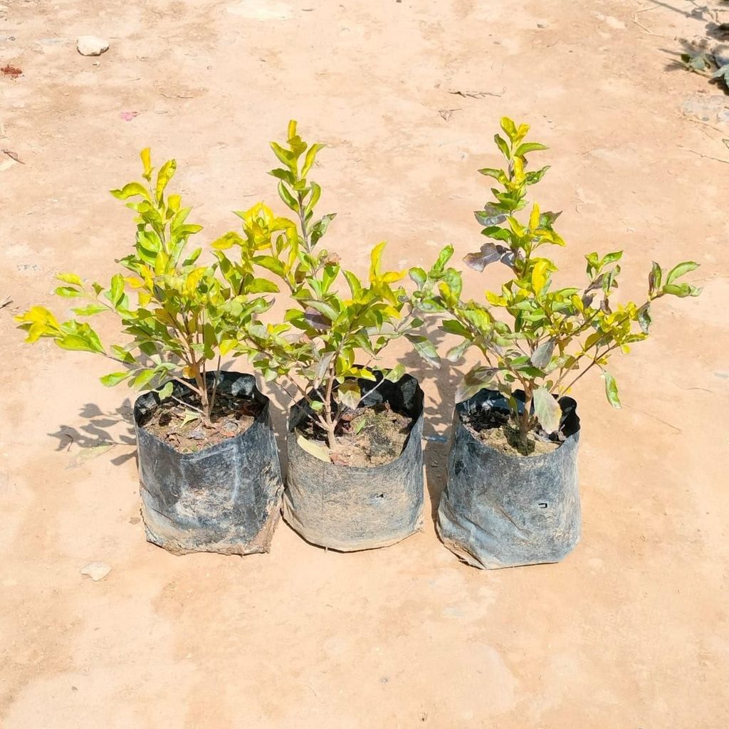 Buy Set Of 3 - Golden Duranta in 3 Inch Nursery Bag Online | Urvann.com Set Of 3 - Golden Duranta in 3 Inch Nursery Bag
