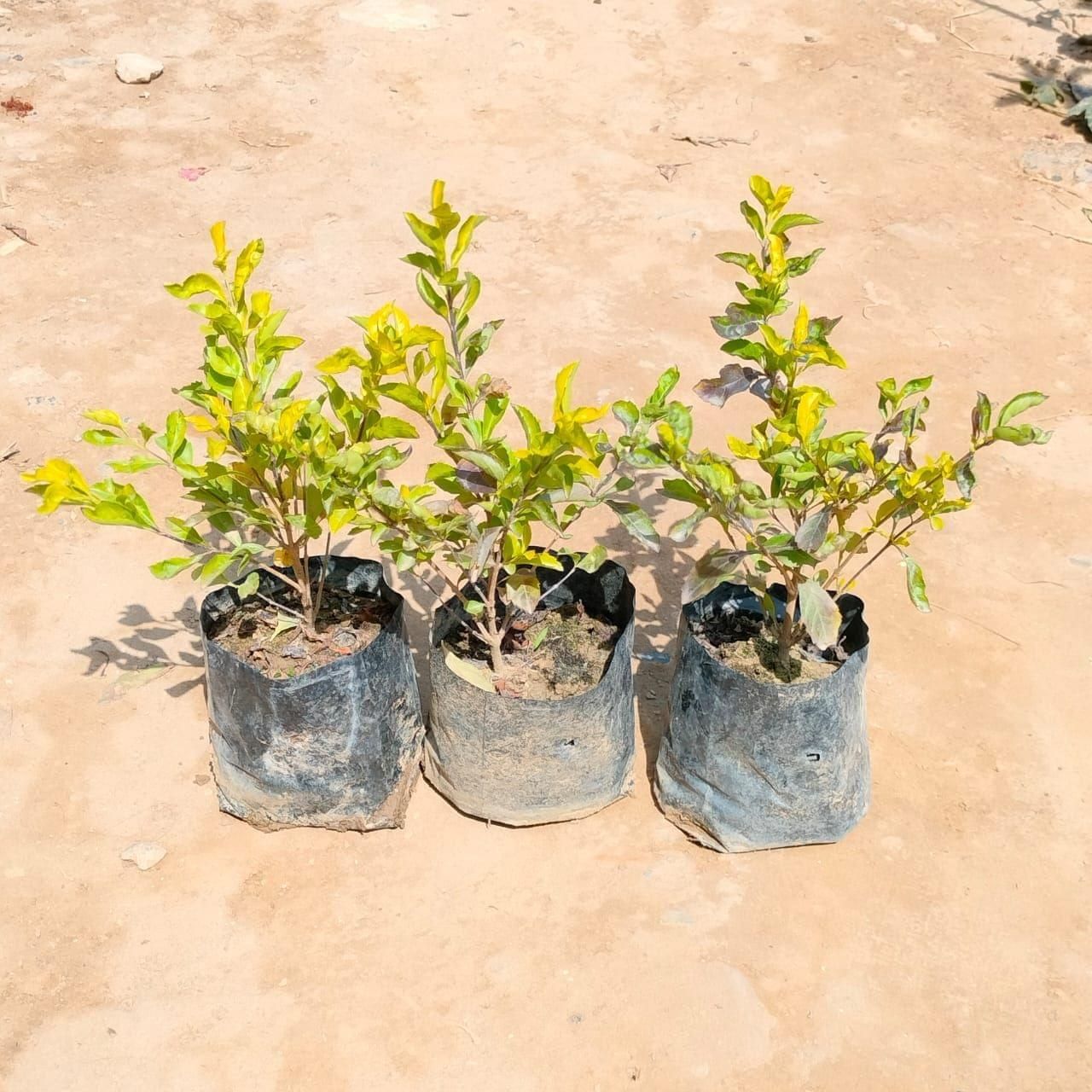 Set Of 3 - Golden Duranta in 3 Inch Nursery Bag