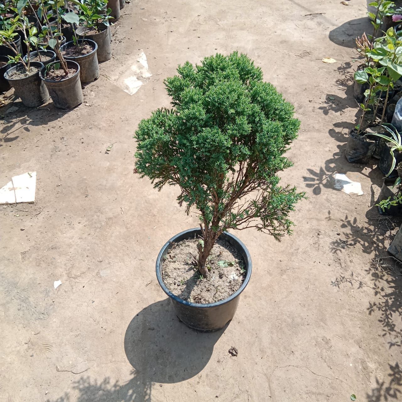 Morpankhi in 8 Inch Nursery Pot