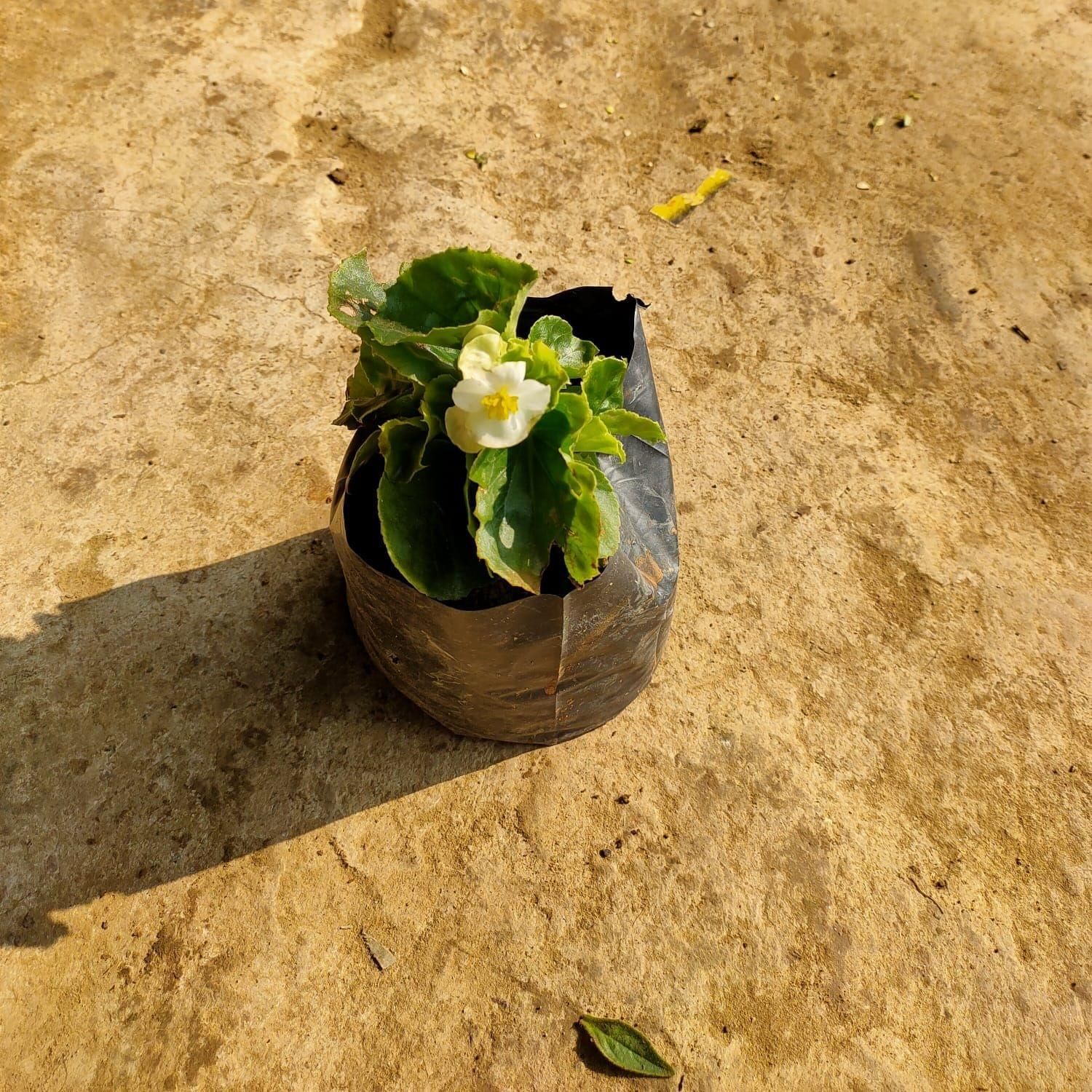 Begonia (Any Colour) in 4 Inch Nursery Bag