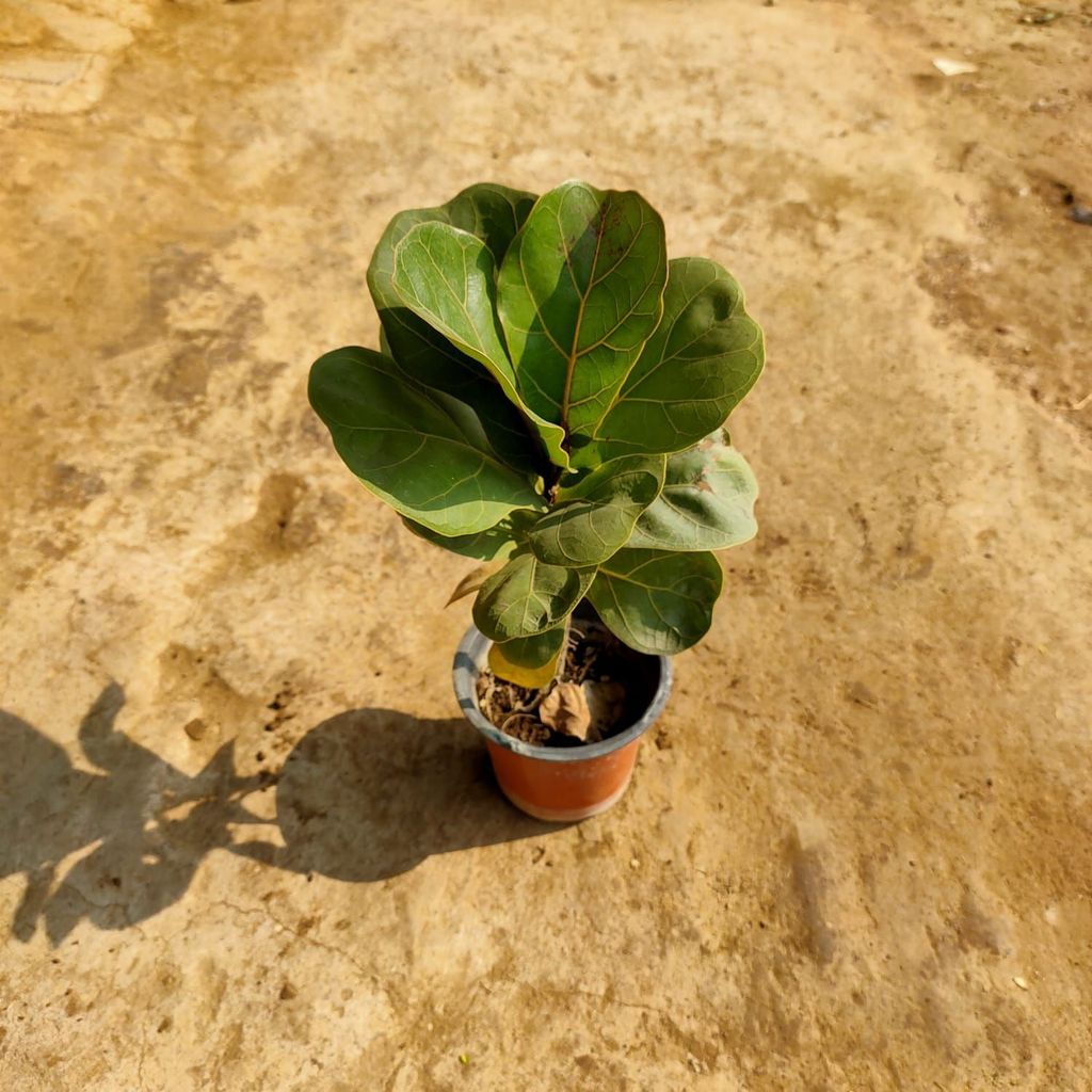 Fiddle Leaf Fig / Ficus Lyrata in 3 Inch Nursery Pot