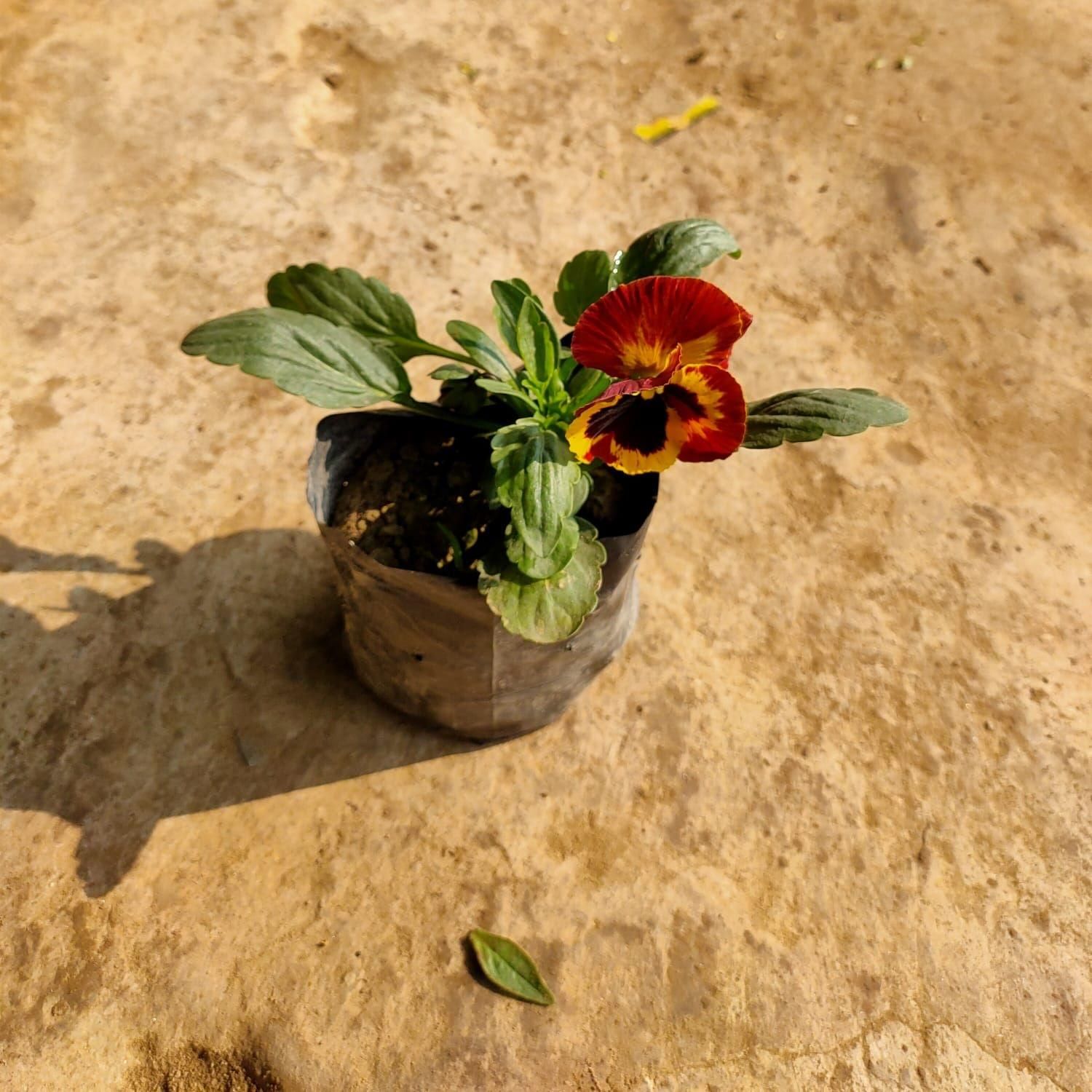Pansy (Any Colour) in 4 Inch Nursery Bag