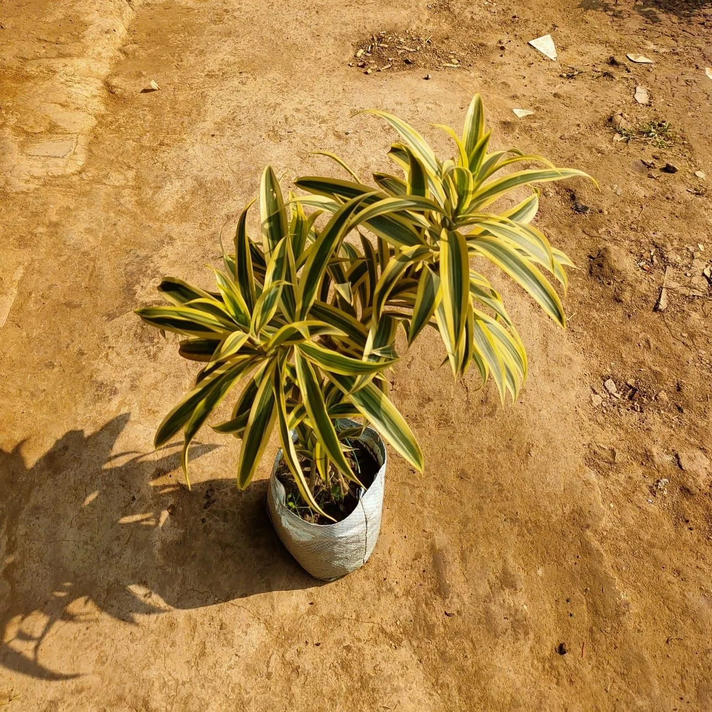 Song of India in 5 Inch Nursery Bag