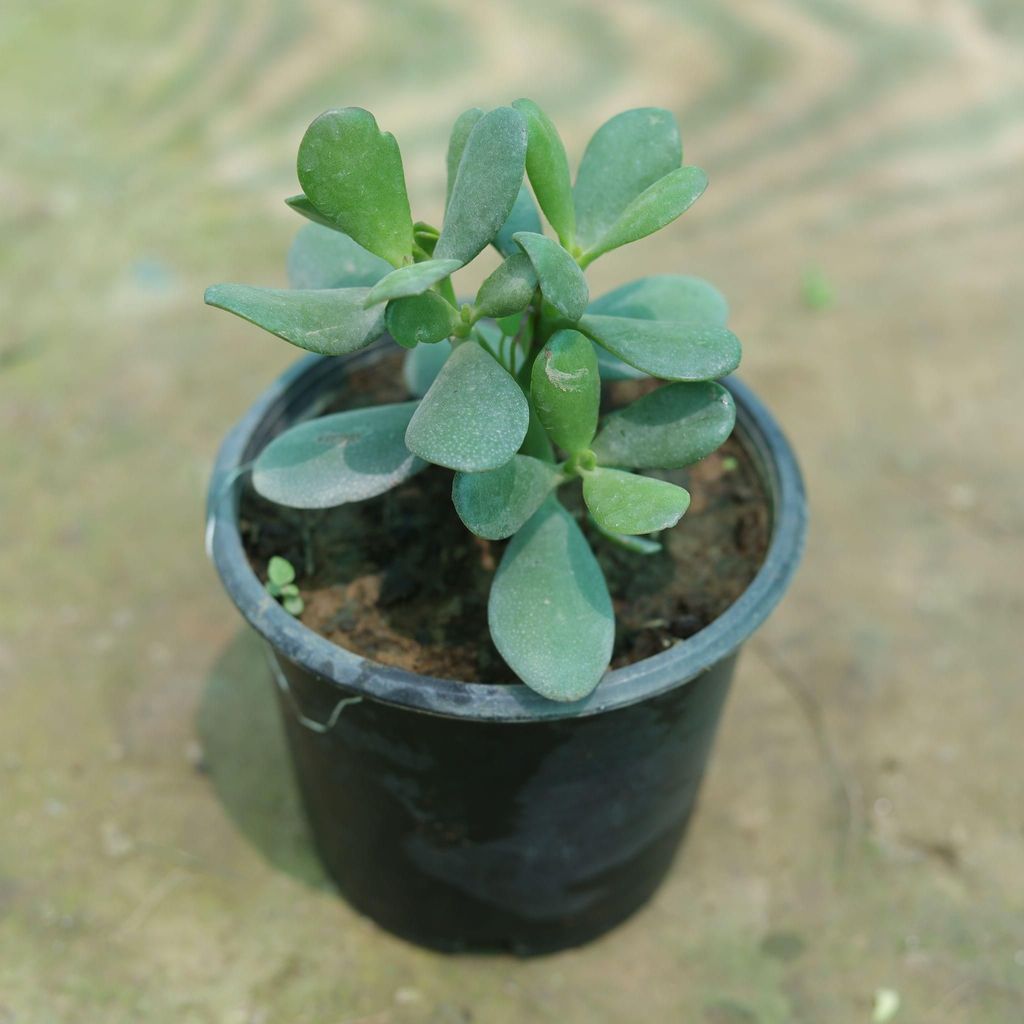 Buy Crassula Succulent in 5 Inch Plastic Pot Online | Urvann.com Crassula Succulent in 5 Inch Nursery Pot