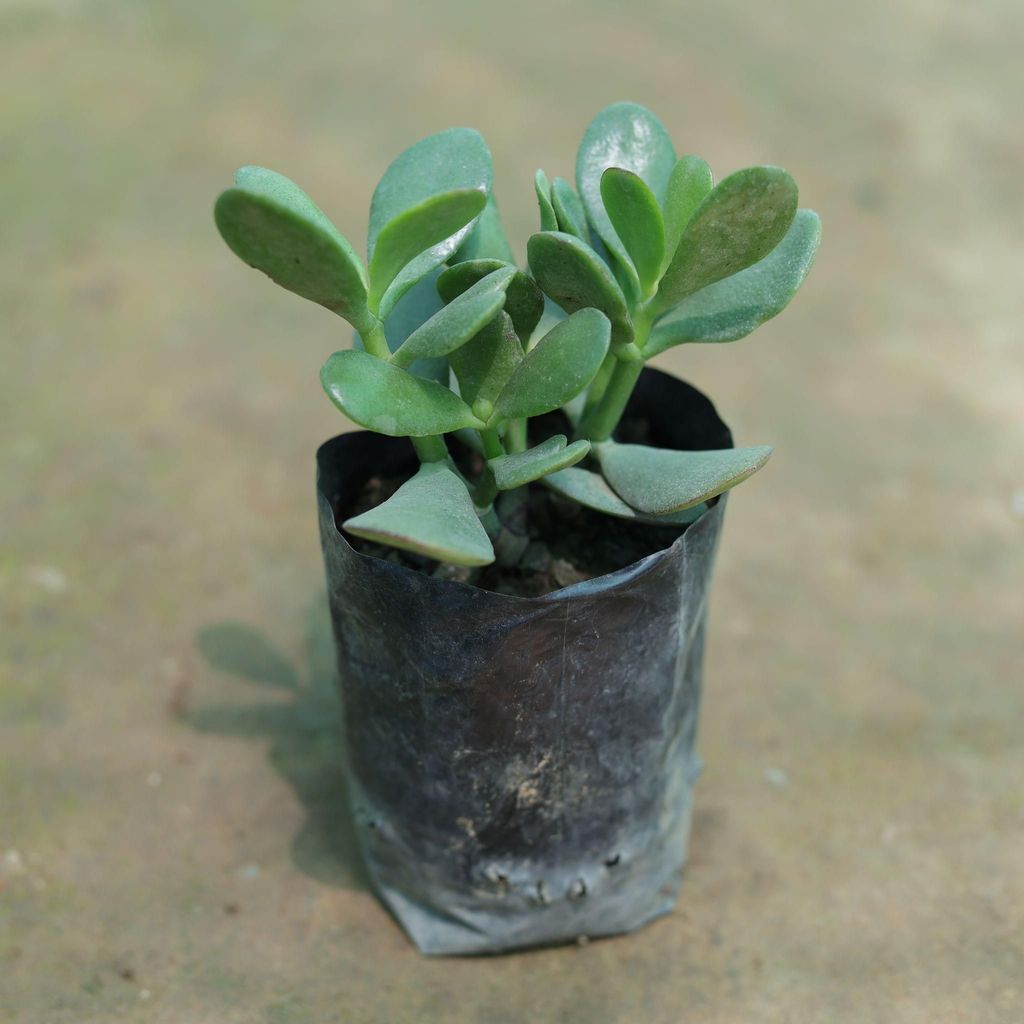 Crassula Succulent in 3 Inch Nursery Bag