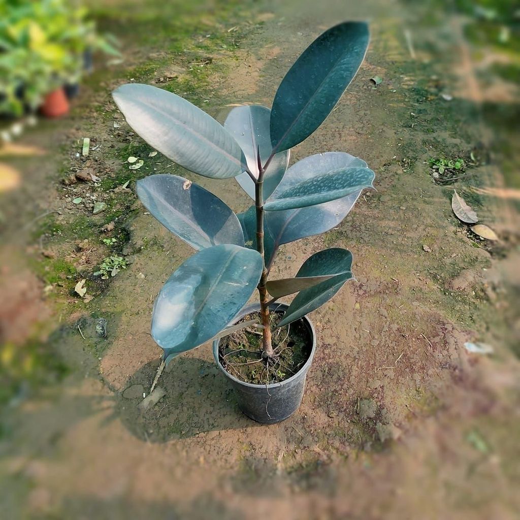 Buy Black Rubber in 6 Inch Plastic Pot Online | Urvann.com Black Rubber in 6 Inch Nursery Pot