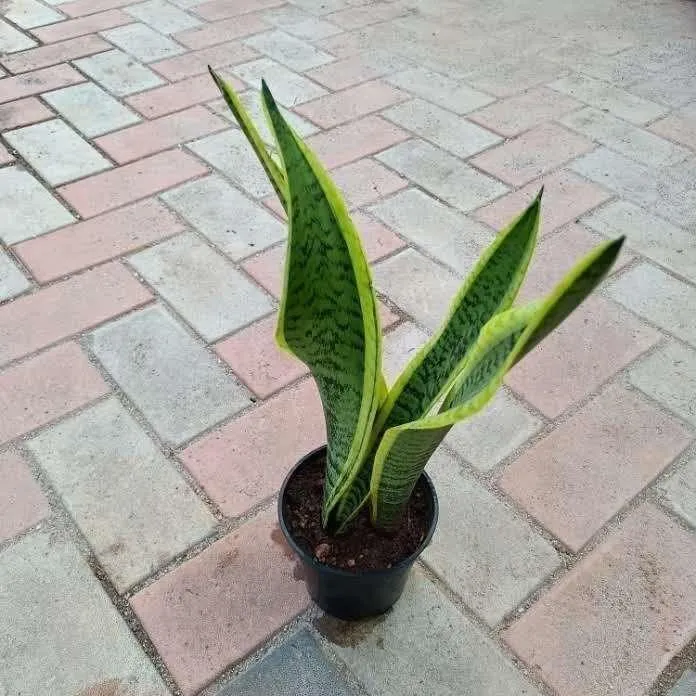 Snake Long in 4 Inch Nursery Pot