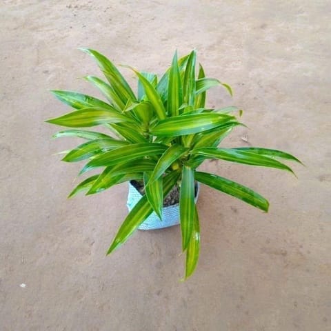 Dracaena Messenger in 4 Inch Nursery Bag