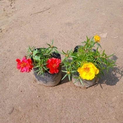 Buy Set of 2 - Portulaca Moss Rose (any colour) in 3 Inch Nursery Bag Online | Urvann.com