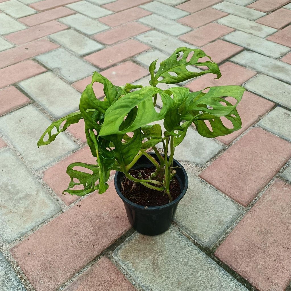 Monstera Broken Heart / Adansonii in 4 Inch Nursery Pot