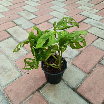 Buy Monstera Broken Heart in 4 Inch Plastic Pot Online | Urvann.com