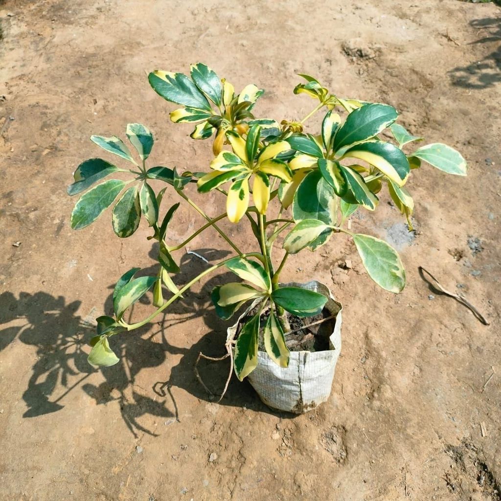 Schefflera Variegated in 4 Inch Nursery Bag