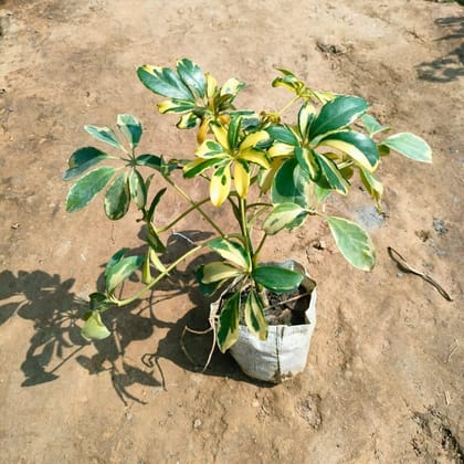 Buy Schefflera Variegated In 4 Inch Nursery Bag Online | Urvann.com