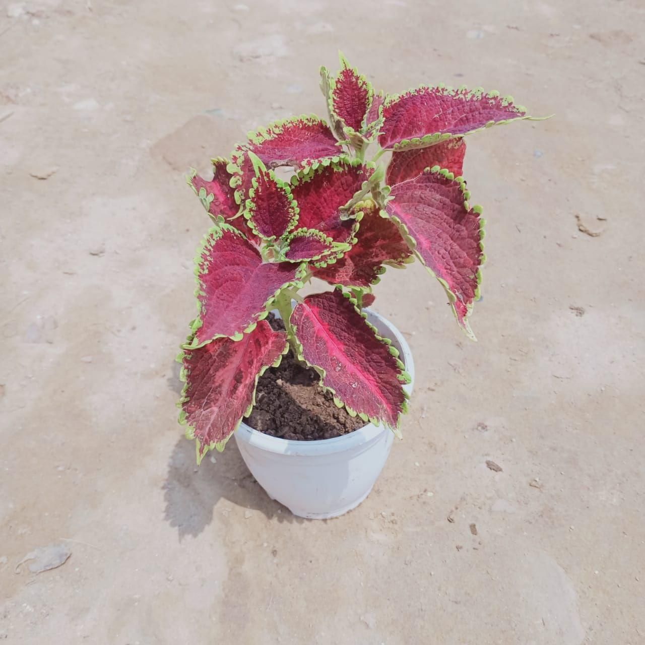 Coleus (Any Colour & Design) in 4 Inch White Nursery Pot