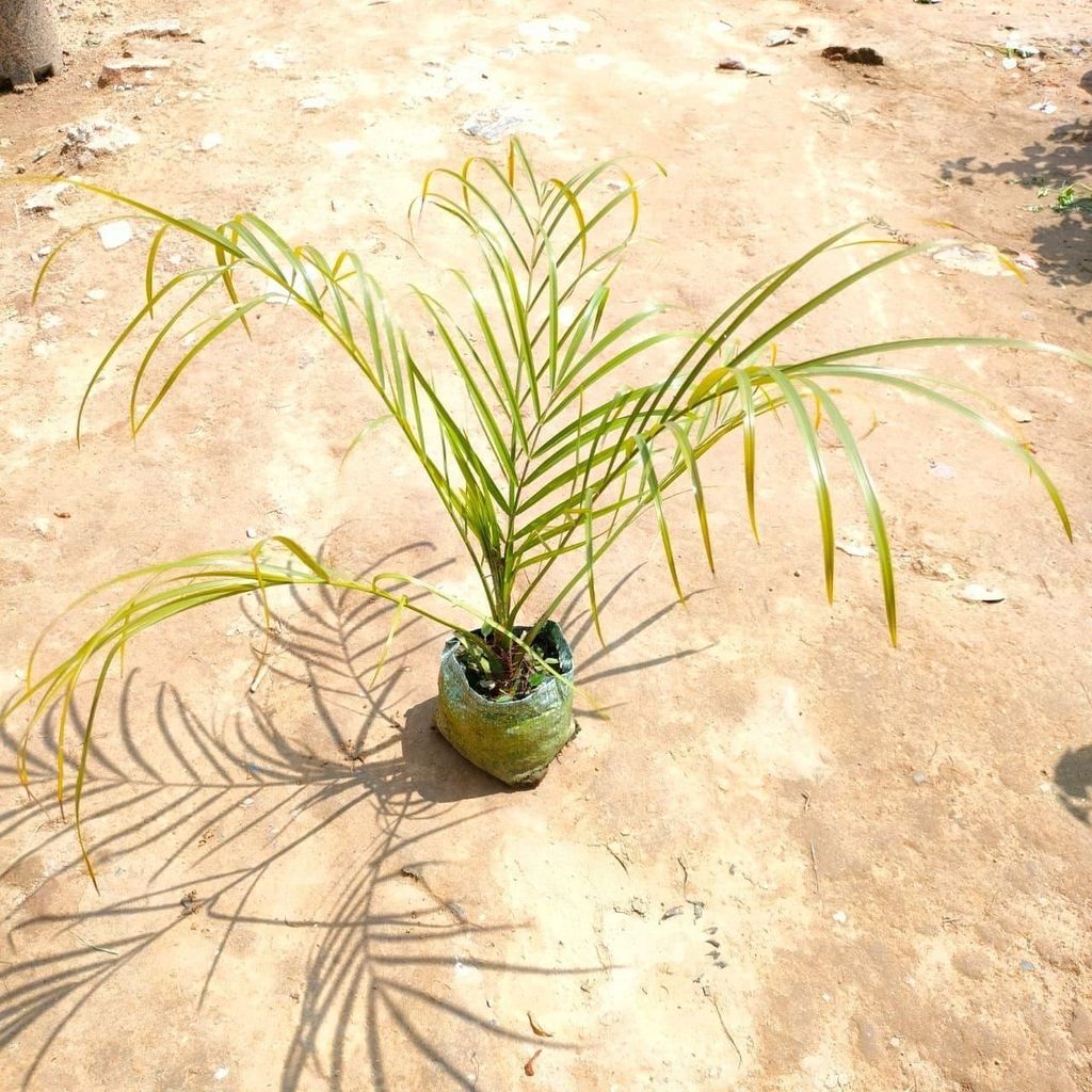 Phoenix Palm in 4 Inch Nursery Bag