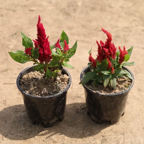 Set of 2 - Celosia / Cockscomb (any colour) in 4 Inch Nursery Pot