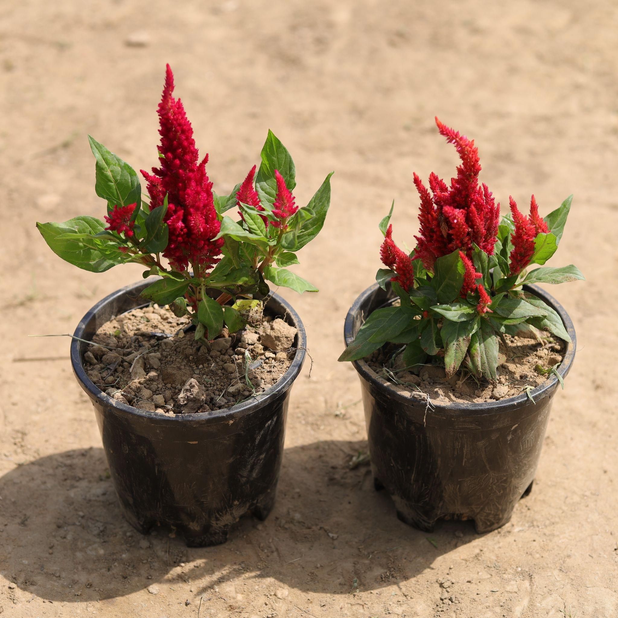 Set of 2 - Celosia / Cockscomb (any colour) in 4 Inch Nursery Pot